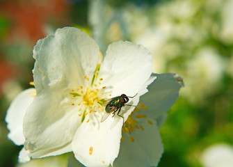 Flies on the jasmine.