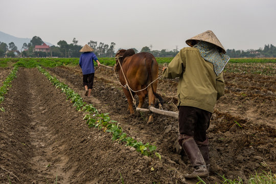A two farmer in traditional conical hats plowed a muddy field by the buffalo in rural Vietnam