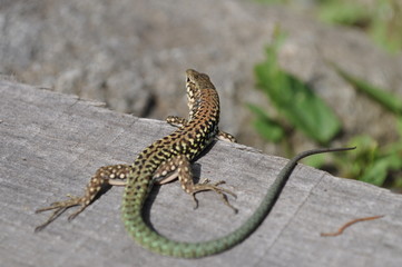 Lézard vert garrigue gekko