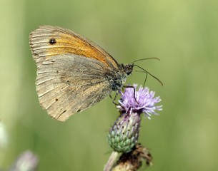 Großes Ochsenauge (Maniola jurtina) auf einer Acker-Kratzdistel (Cirsium arvense)