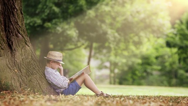 Boy sits under the huge tree reading a book in a glow of a bright sunbeam