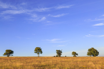 Fototapeta premium Trees on the horizon
