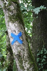 Fototapeta premium Arbres, Randonnée