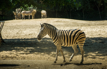 Fototapeta na wymiar Zebre
