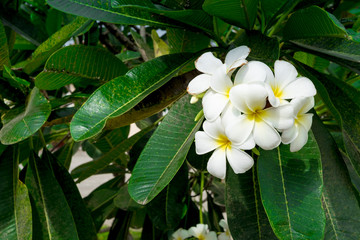 Fototapeta premium White Plumeria or frangipani. Sweet scent from white Plumeria flowers in the garden. (selective focus,vintage effect)