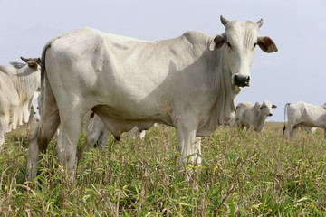 Pecuária - Confinamento