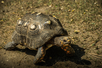 Tortue