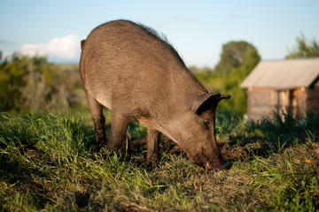 Wild boar closeup