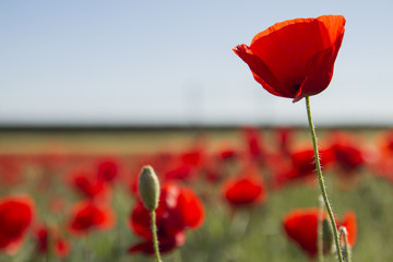red poppy growing wild in a springtime field