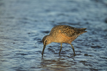 Short-billed Dowitcher (Limnodromus griseus)