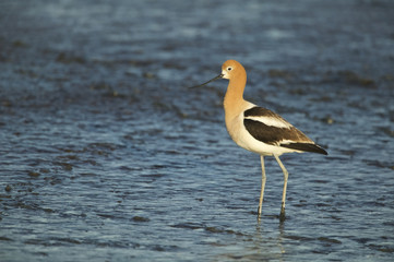 American Avocet (Recurvirostra americana) on a mud flat in Palo Alto Bay Lands, San Francisco Bay, California