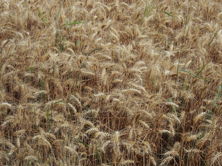 Getreidefeld im Sommer