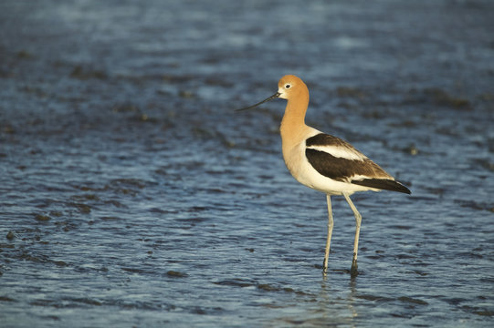 American Avocet (Recurvirostra americana) on a mud flat in Palo Alto Bay Lands, San Francisco Bay, California