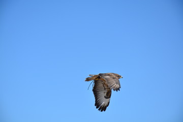 Obraz premium oiseau