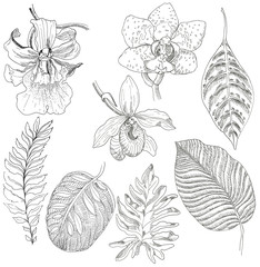 Orchid flowers and leaves of exotic plants. Sketches with a marker. Vector