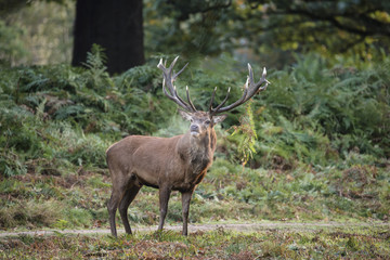 Naklejka na ściany i meble Majestic powerful red deer stag Cervus Elaphus in forest landscape during rut season in Autumn Fall