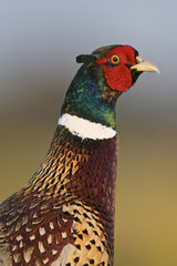 Common or Ring-necked Pheasant (Phasianus colchicus)