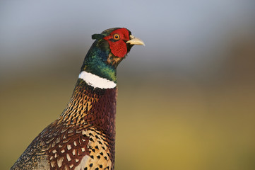 Common or Ring-necked Pheasant (Phasianus colchicus)