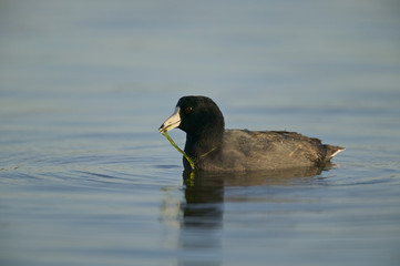 American Coot (Fulica americana), swimming