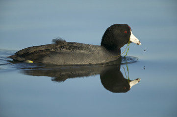 American Coot (Fulica americana), swimming