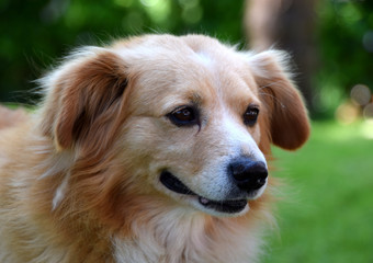 Cute brown dog in outdoor, pet