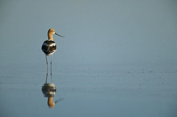 American Avocet (Recurvirostra americana) reflected on calm water