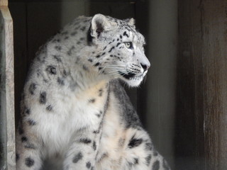 léopard blanc