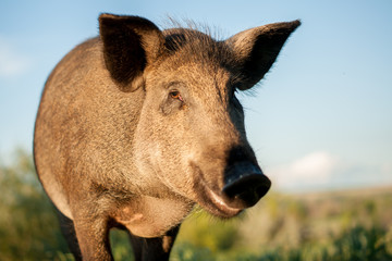 Wild boar smiling, close-up