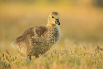 Canada geese (Branta canadensis)