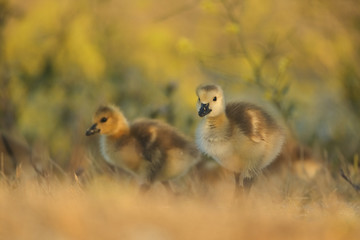 Canada geese (Branta canadensis)