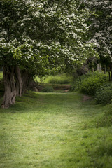 Fototapeta premium Path through lush shallow depth of field forest landscape in English countryside in Spring