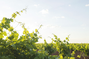 Vineyard in Castilla La Mancha, Spain
