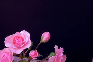 Roses on a black background, copy space