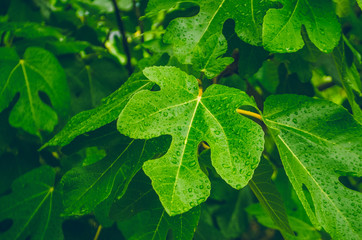 On the leaves of a drop of pure dew