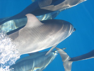 Dauphins en mer à Tahiti