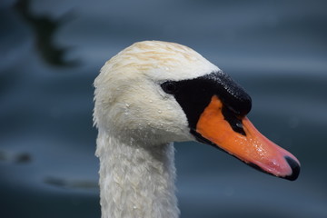 Cygne