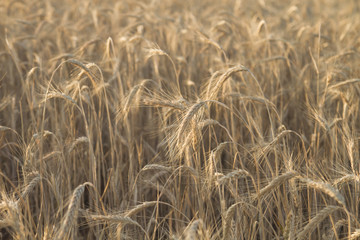 wheat field in summer