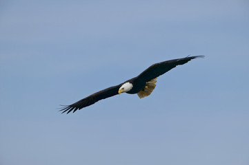 Bald Eagle (Haliaeetus leucocephalus)