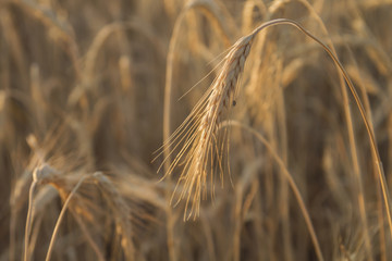 wheat plant close up