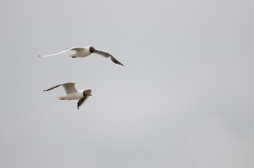 Gulls flying