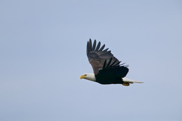 Bald Eagle (Haliaeetus leucocephalus)