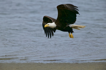 Bald Eagle (Haliaeetus leucocephalus)