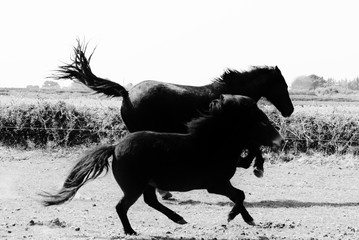 chevaux au galop