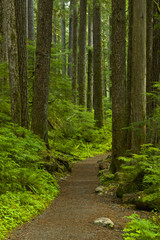Forest trail, SolDuc river, Olympic NP, WA