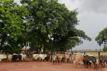 Pecu&aacute;ria - Confinamento