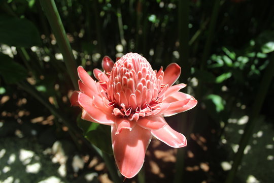 rose de porcelaine jardin dehaies guadeloupe