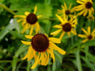 Margeriten im Sommer