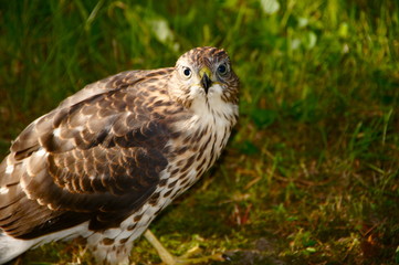 Epervier juvénile Montréal