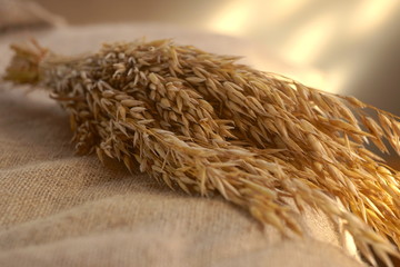 Ears of oats on the table