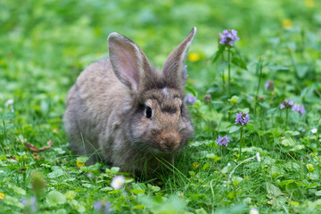 Cute rabbit in green grass